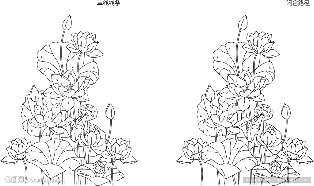 荷花 矢量图