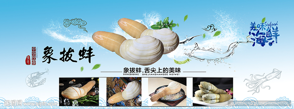 象拔蚌