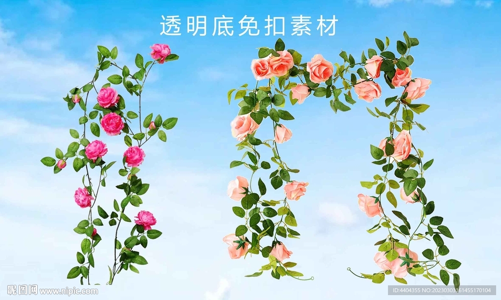 玫瑰花藤