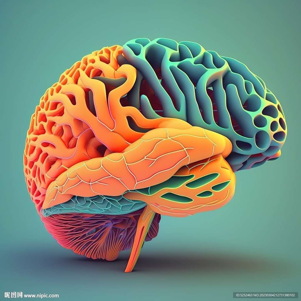 3D大脑模型