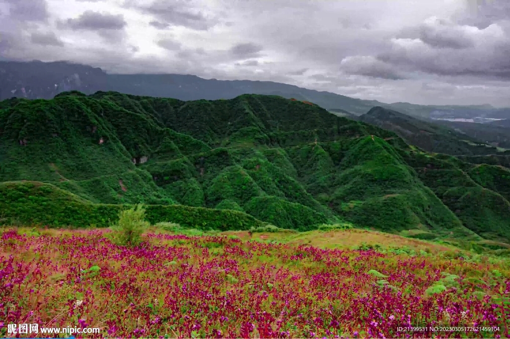 上高桥花海