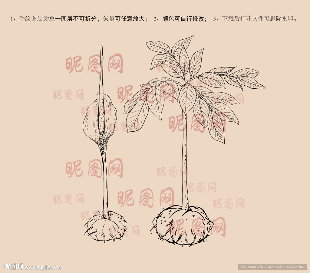 魔芋