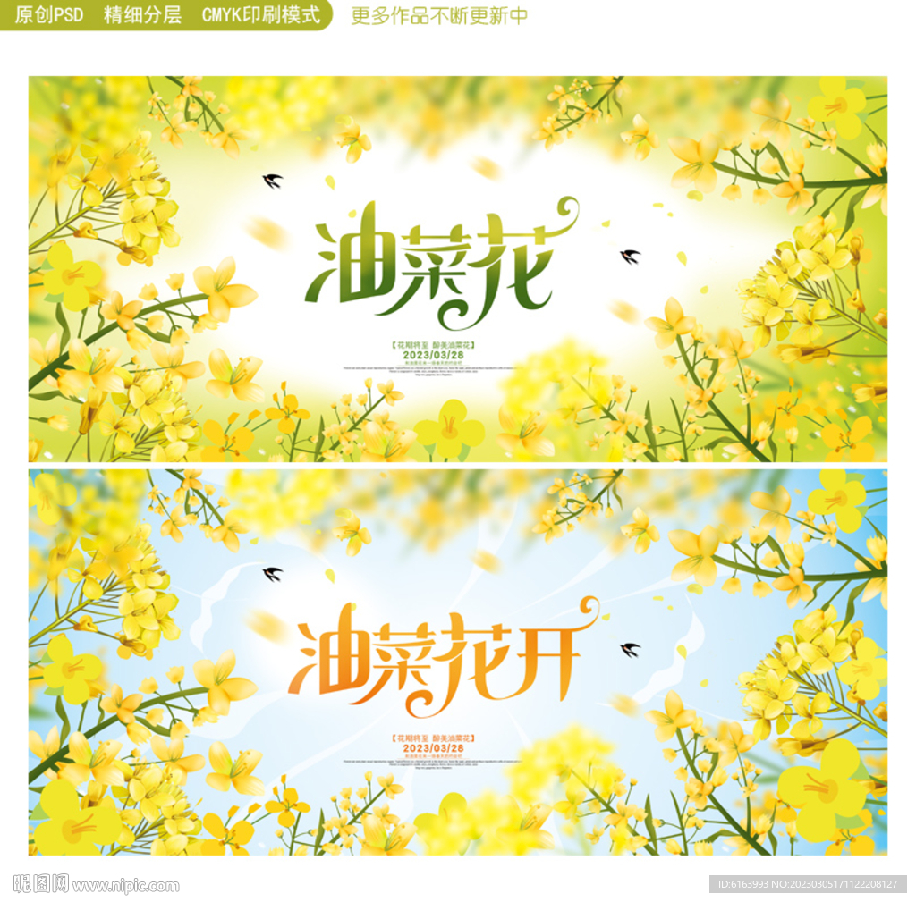 油菜花