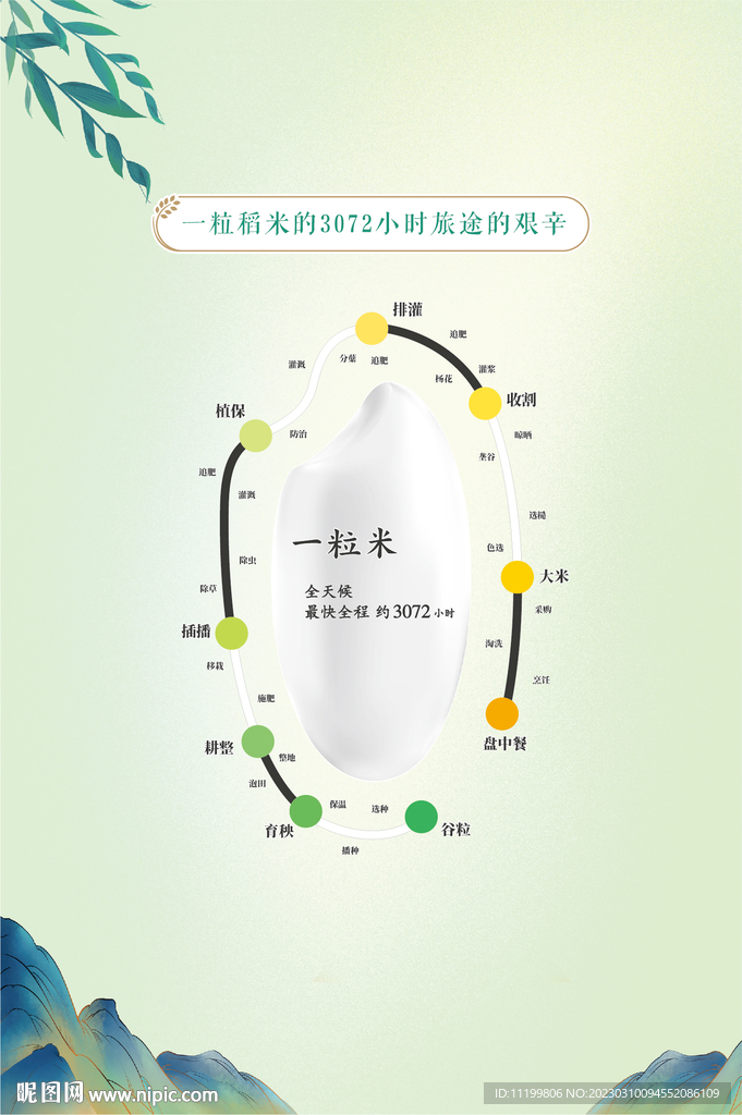 一粒米的成长过程