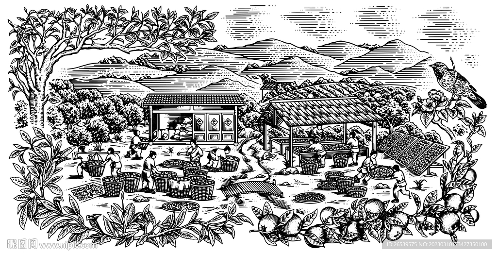 橙子包装插画