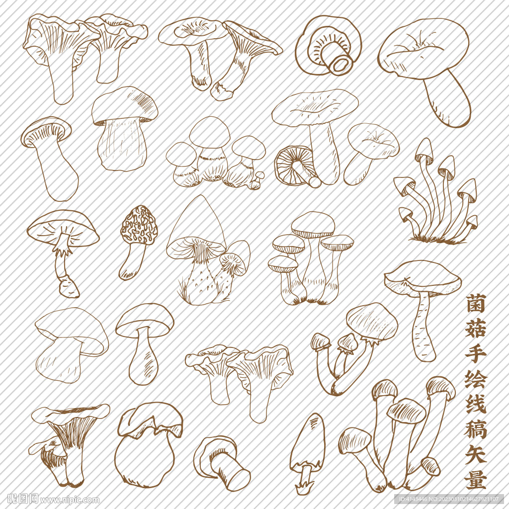 菌菇手绘线稿矢量图