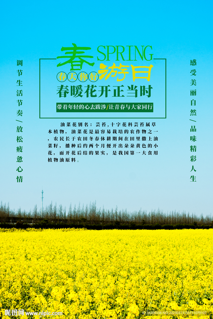 油菜花