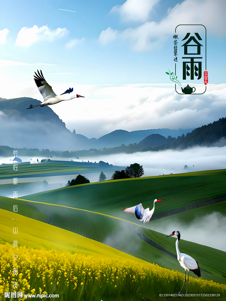 油菜花
