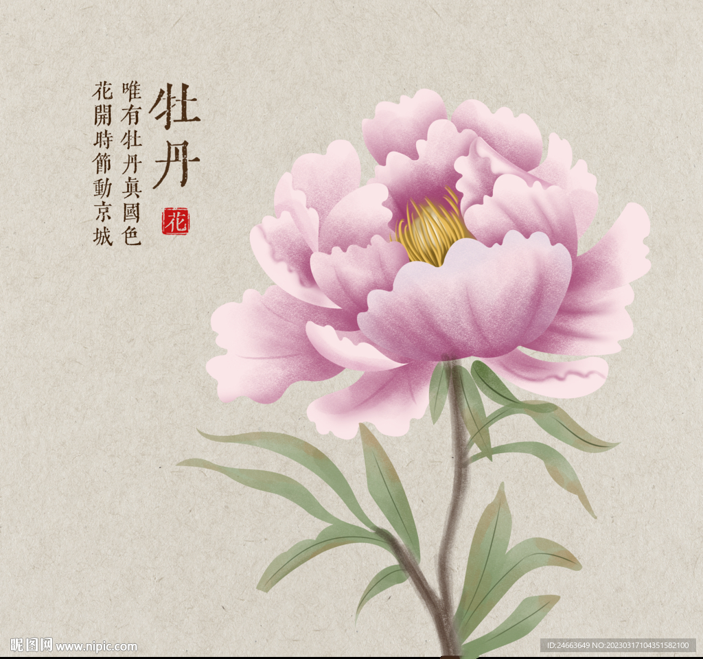 牡丹花 牡丹插画