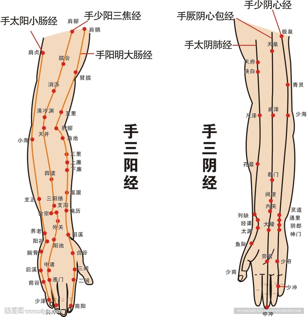 手三阴经三阳经