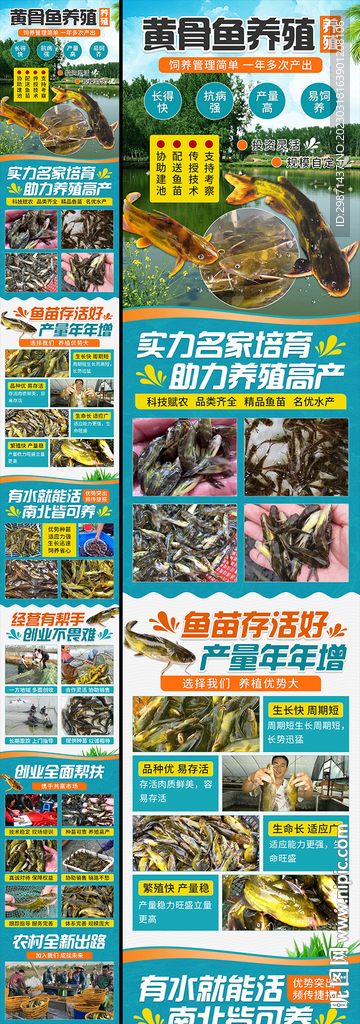 黄骨鱼养殖