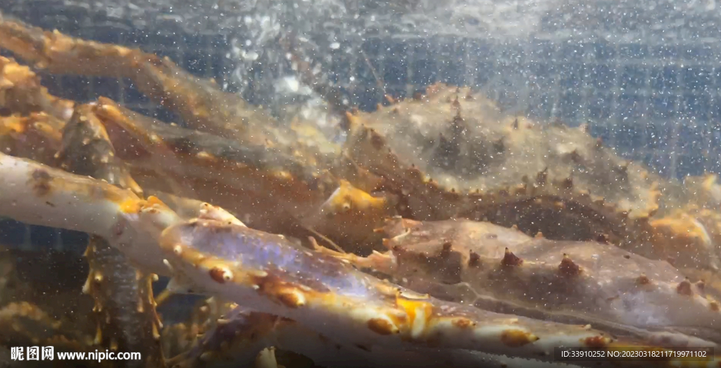 帝王蟹海鲜水产拍摄爬行视频