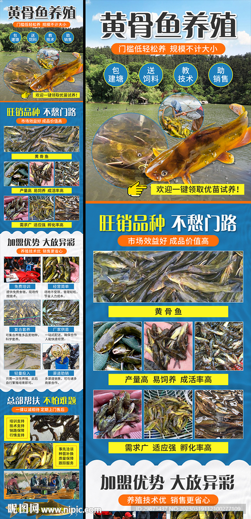 黄骨鱼养殖