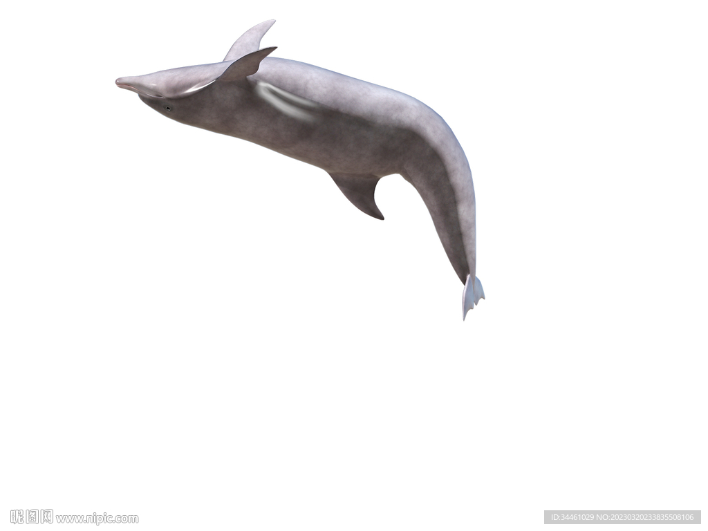 透明底海豚飞越起来大图