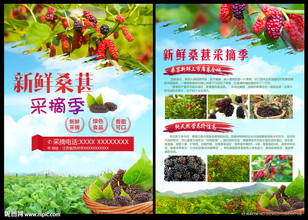 桑葚