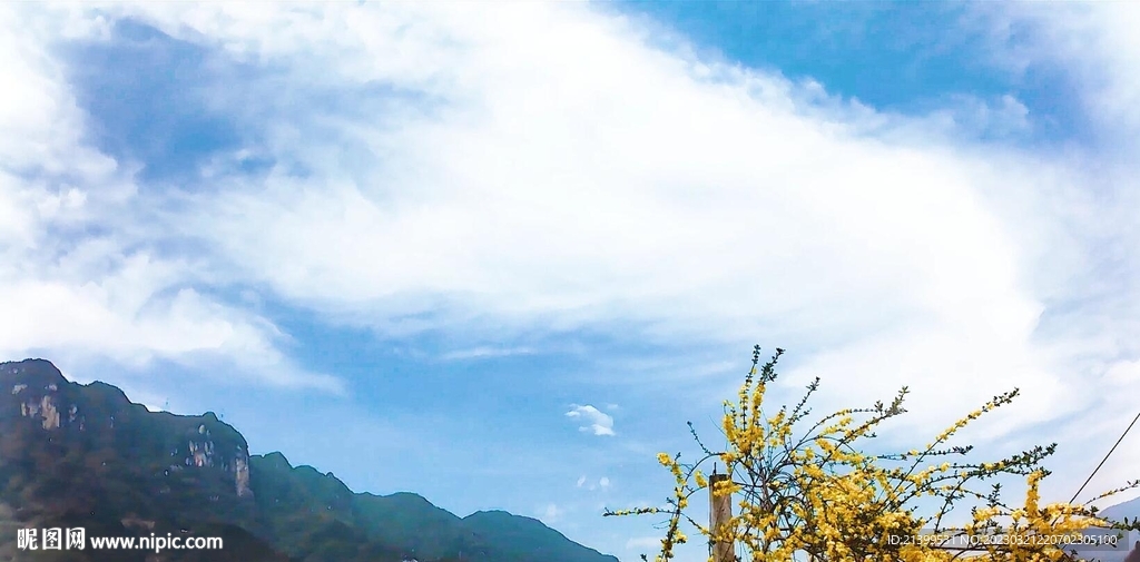 云和迎春花