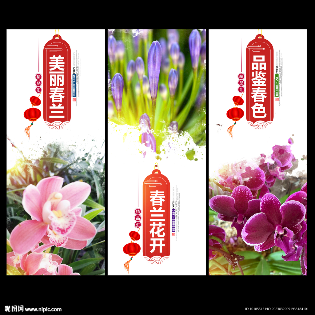 兰花节