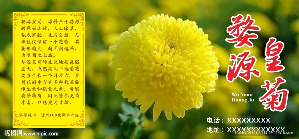 皇菊图片