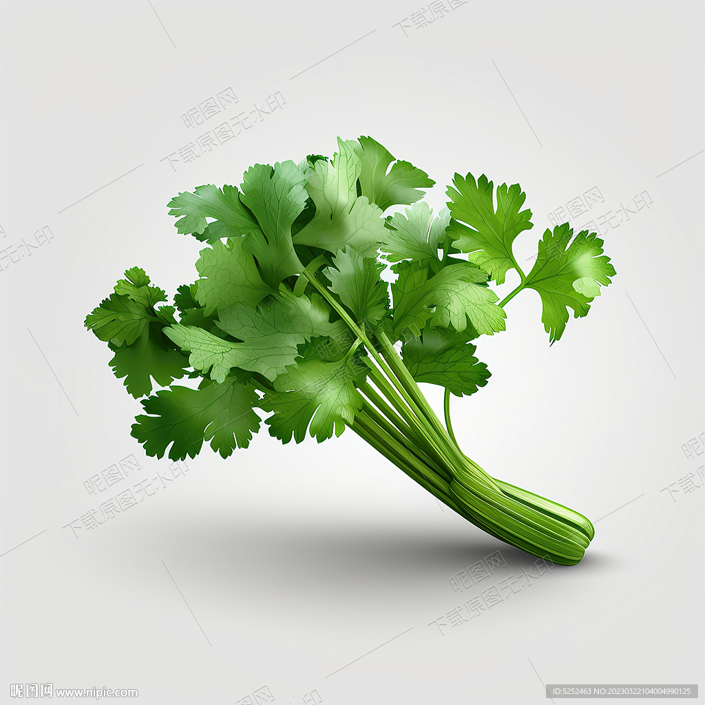 新鲜的香菜叶