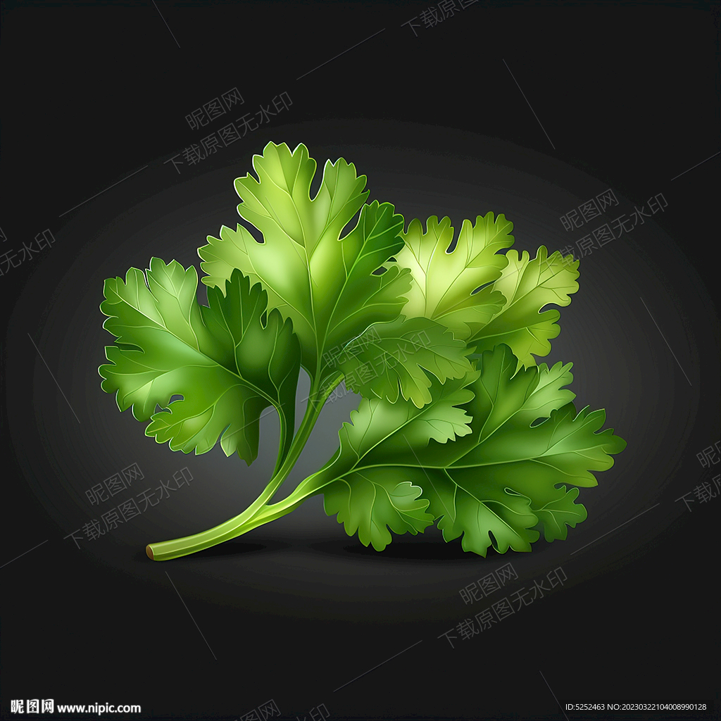 香菜