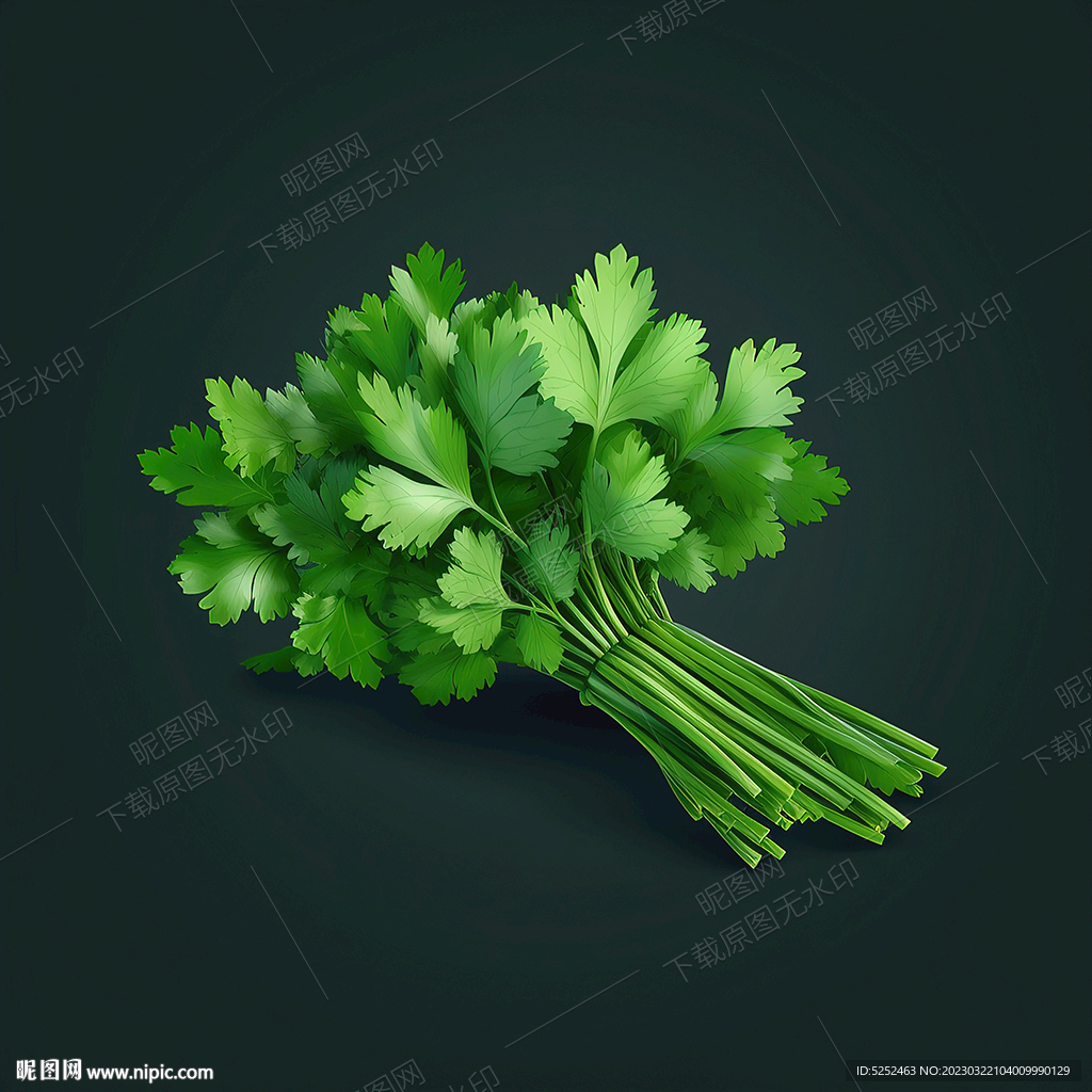 新鲜的香菜叶