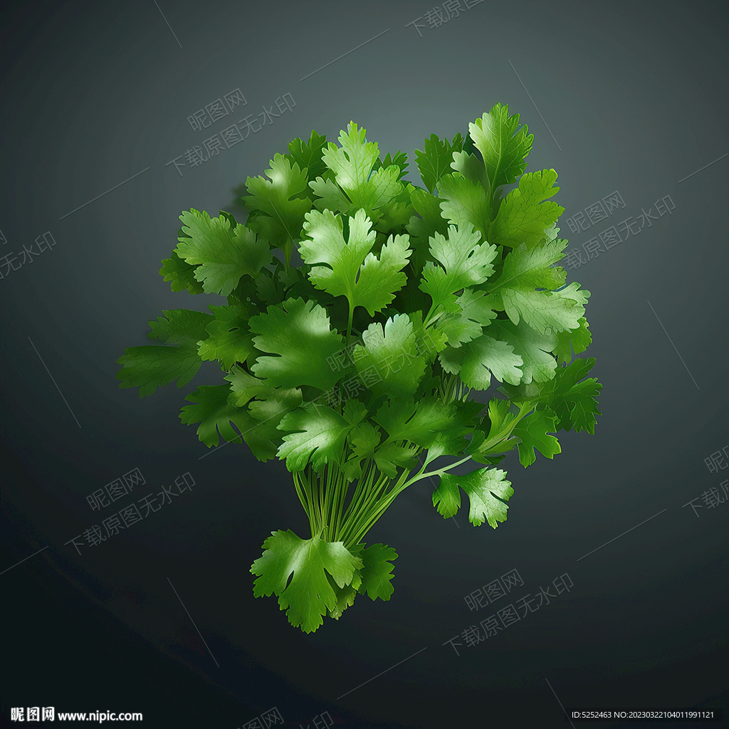 卡通香菜叶