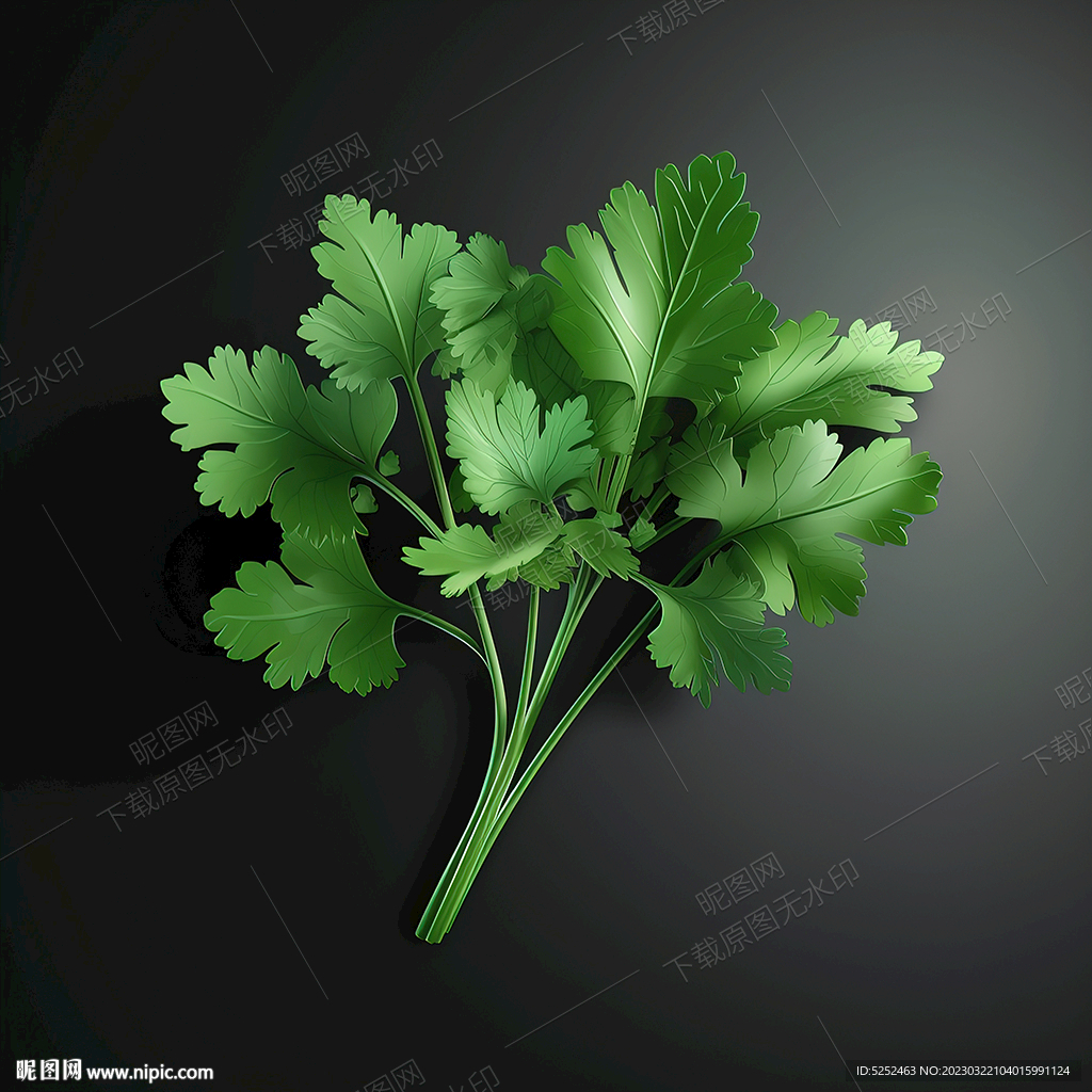 新鲜的香菜叶
