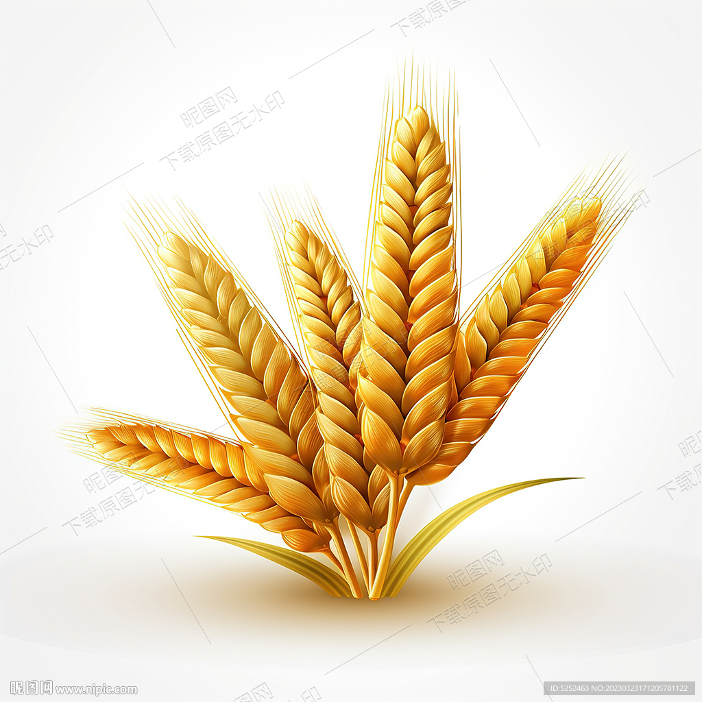卡通麦穗