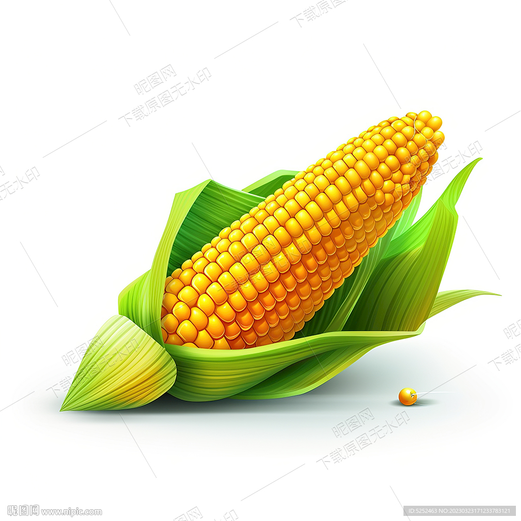玉米 | 食材拍摄 | 美食摄影_摄影师Wikim-站酷ZCOOL
