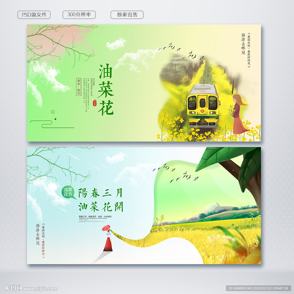 油菜花