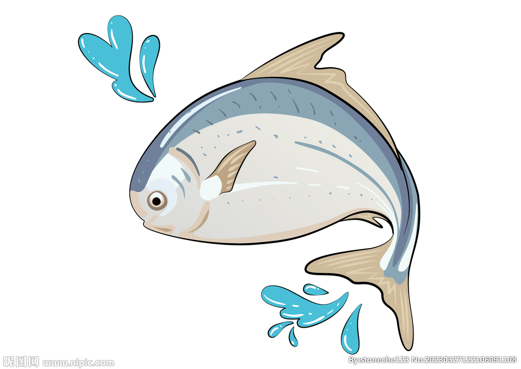 银鲳鱼矢量图