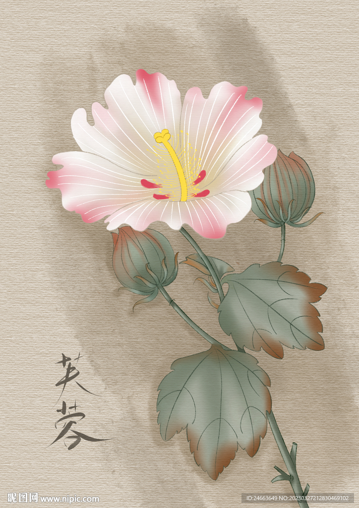 芙蓉花