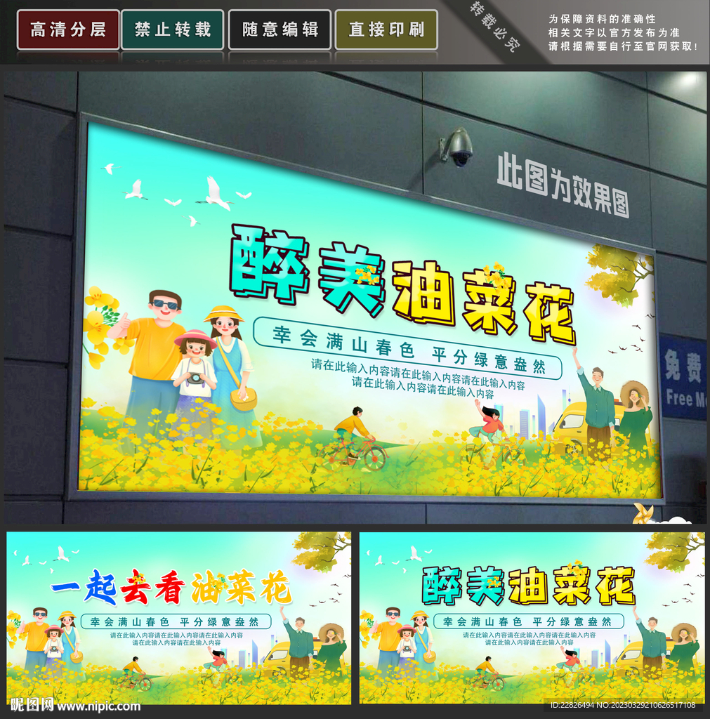 油菜花