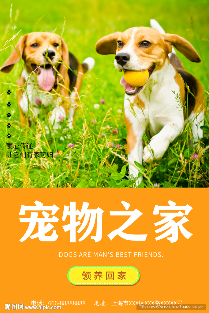 宠物