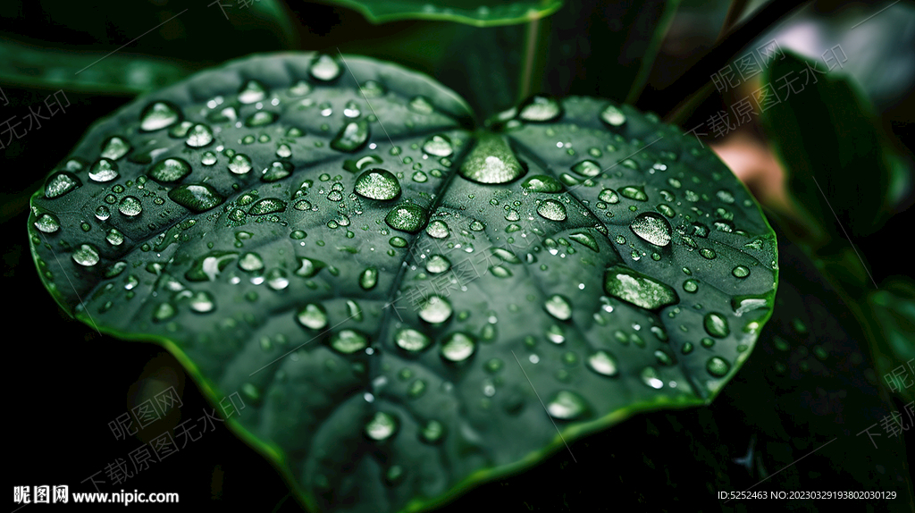 雨后的树叶