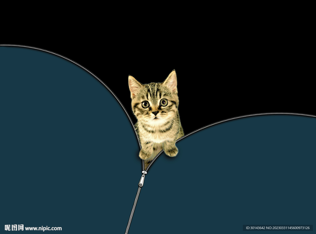 猫咪
