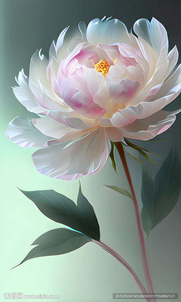 牡丹