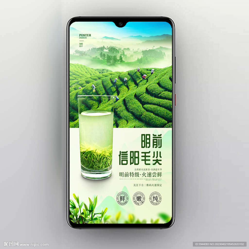 信阳毛尖