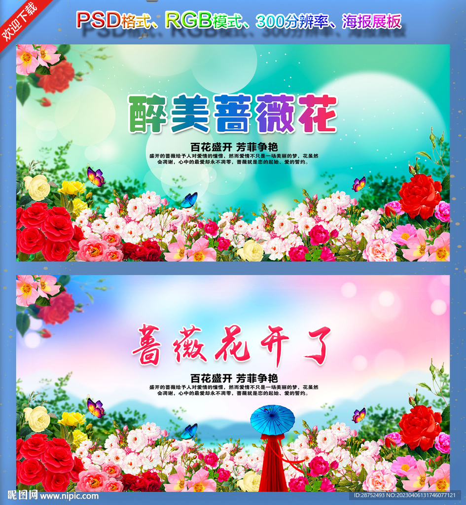蔷薇花