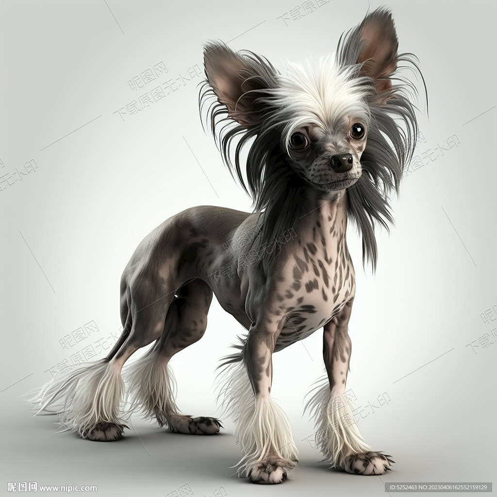 高清中国冠毛犬