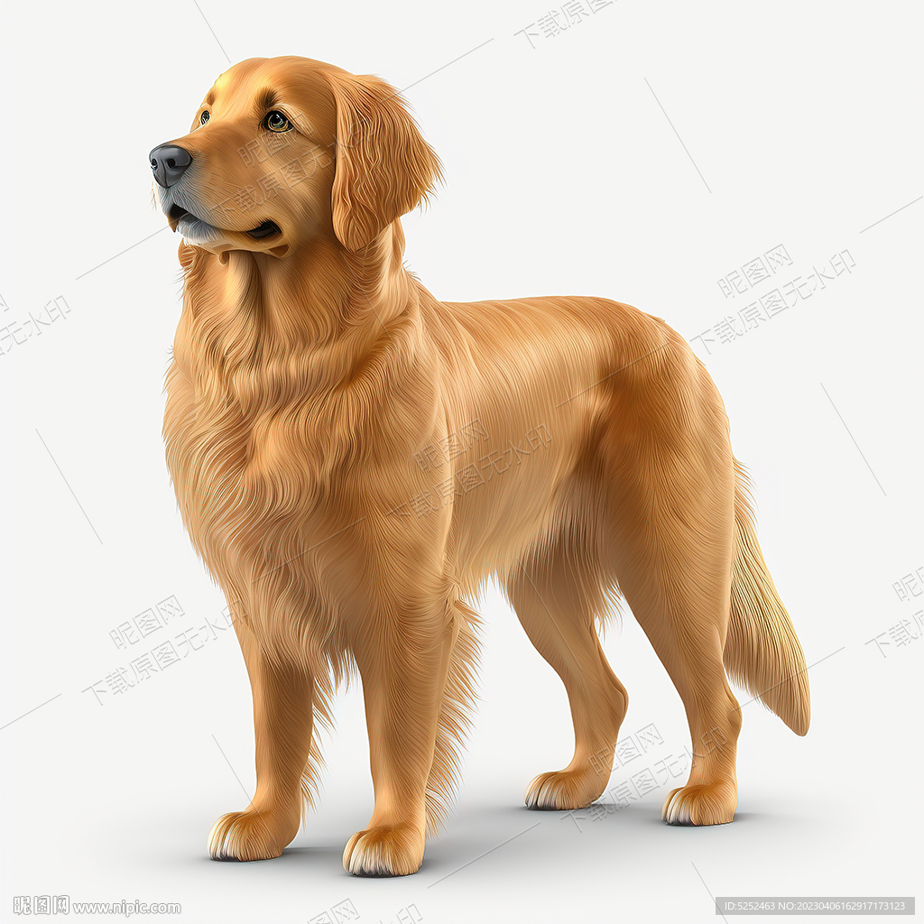金毛犬