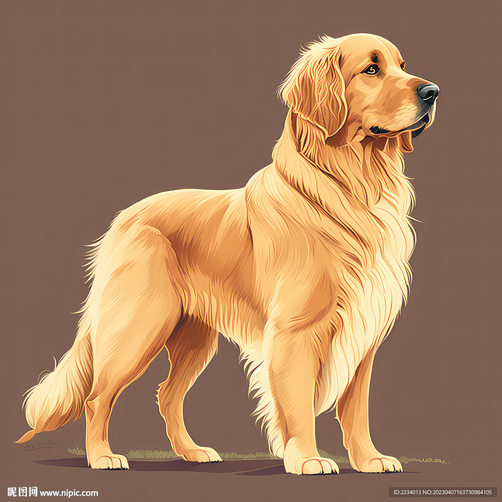 金毛犬