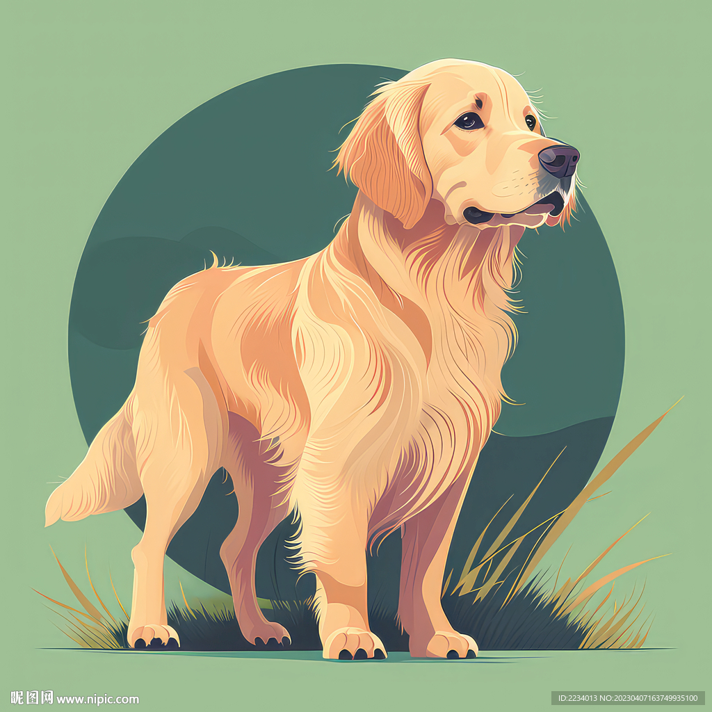 金毛犬