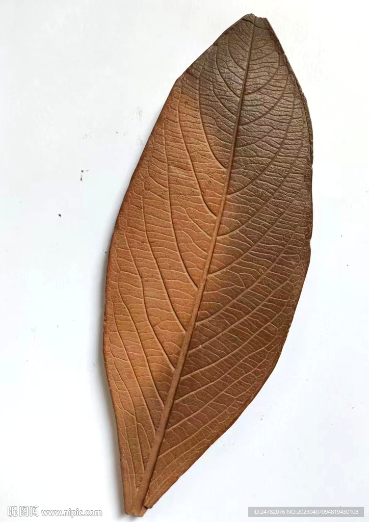 树叶