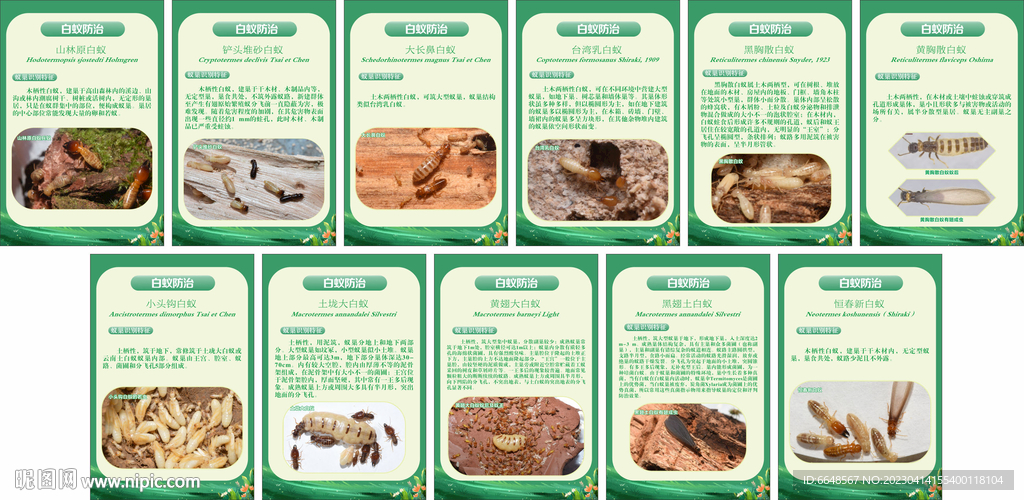 白蚁特性