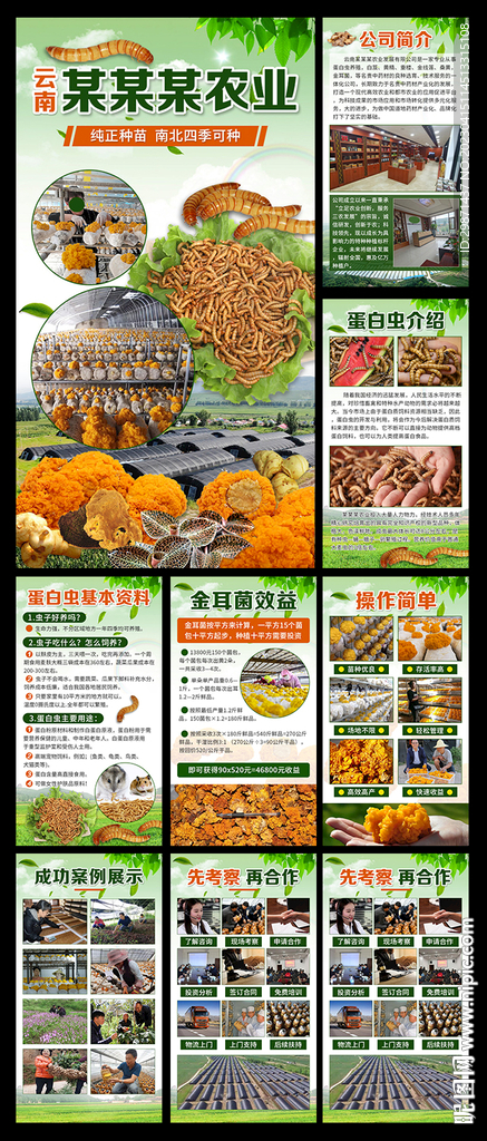蛋白虫养殖