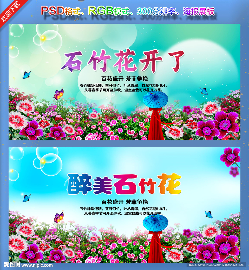 石竹花