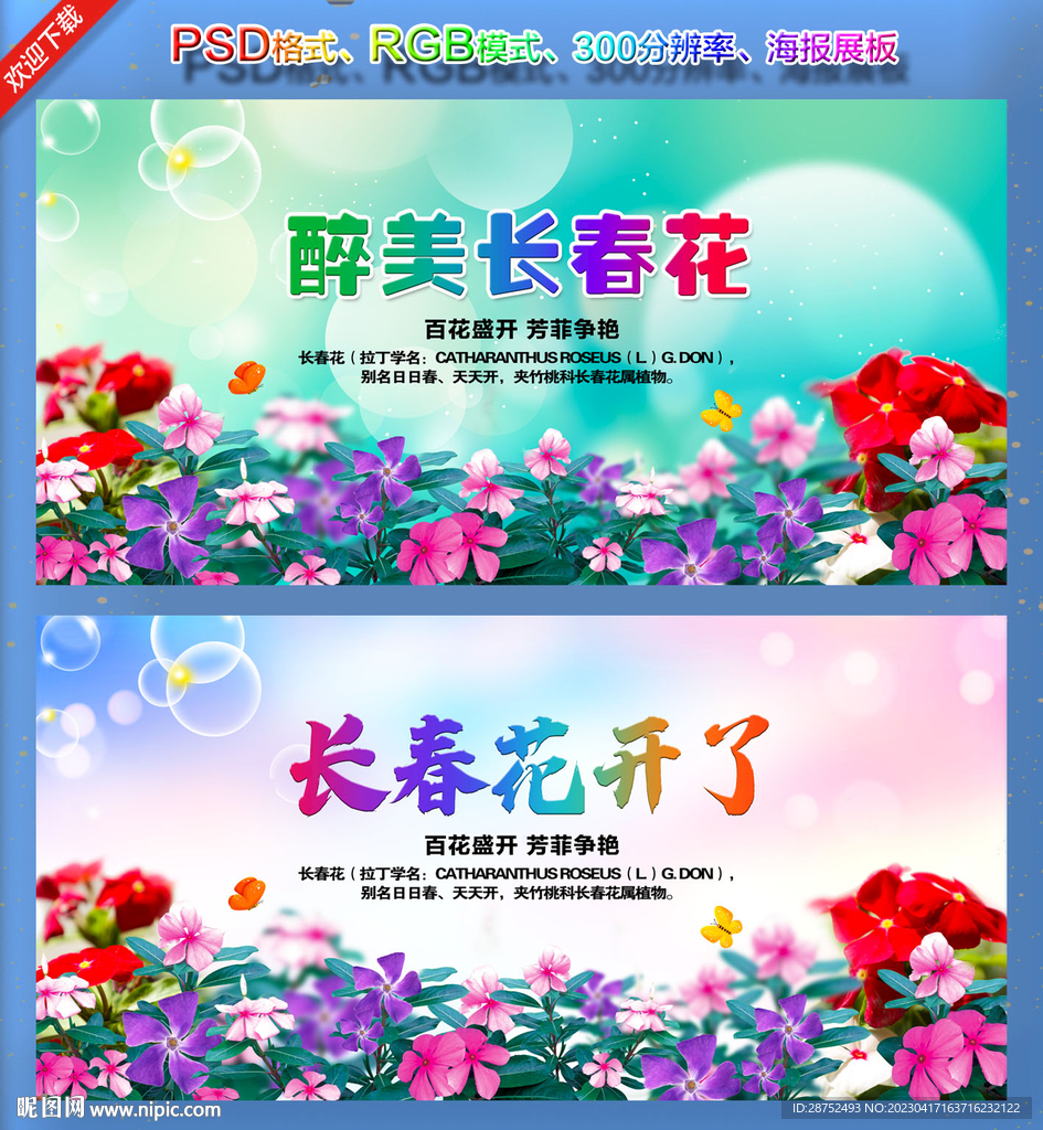 长春花