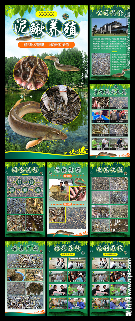 泥鳅养殖