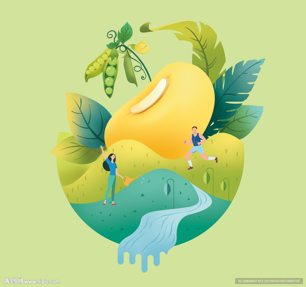 黄豆植物插画